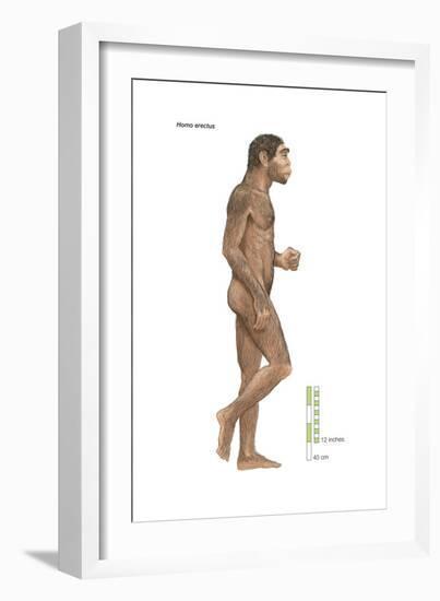 Homo Erectus, Evolution-Encyclopaedia Britannica-Framed Art Print