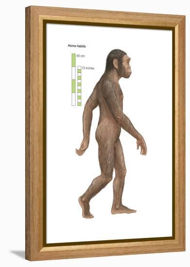 Homo Habilis, Evolution-Encyclopaedia Britannica-Framed Stretched Canvas