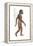 Homo Habilis, Evolution-Encyclopaedia Britannica-Framed Stretched Canvas