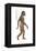 Homo Habilis, Evolution-Encyclopaedia Britannica-Framed Stretched Canvas