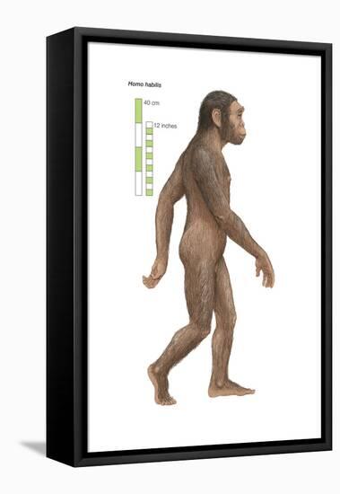 Homo Habilis, Evolution-Encyclopaedia Britannica-Framed Stretched Canvas