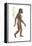 Homo Habilis, Evolution-Encyclopaedia Britannica-Framed Stretched Canvas