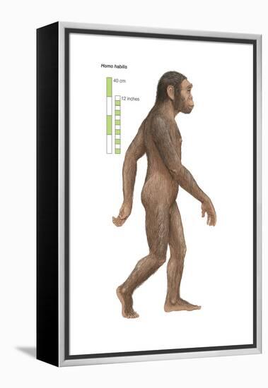 Homo Habilis, Evolution-Encyclopaedia Britannica-Framed Stretched Canvas