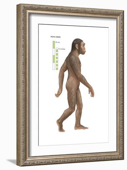 Homo Habilis, Evolution-Encyclopaedia Britannica-Framed Art Print