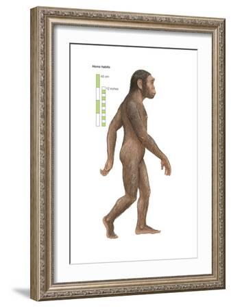 Homo Habilis, Evolution' Art Print - Encyclopaedia Britannica | Art.com