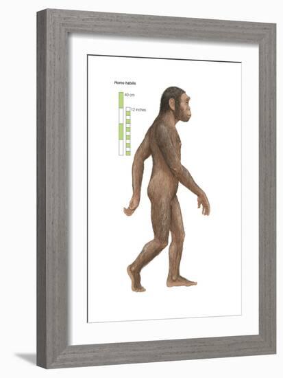 Homo Habilis, Evolution-Encyclopaedia Britannica-Framed Art Print