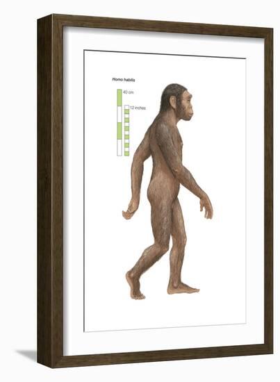 Homo Habilis, Evolution-Encyclopaedia Britannica-Framed Art Print