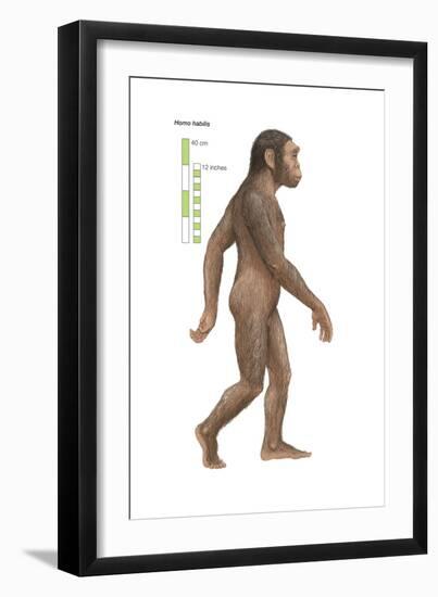 Homo Habilis, Evolution-Encyclopaedia Britannica-Framed Art Print