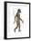 Homo Habilis, Evolution-Encyclopaedia Britannica-Framed Art Print