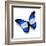 Honduras Flag Butterfly, Isolated On White-suns_luck-Framed Art Print