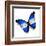 Honduras Flag Butterfly, Isolated On White-suns_luck-Framed Art Print