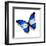 Honduras Flag Butterfly, Isolated On White-suns_luck-Framed Art Print