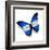 Honduras Flag Butterfly, Isolated On White-suns_luck-Framed Art Print