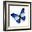 Honduras Flag Butterfly, Isolated On White-suns_luck-Framed Art Print