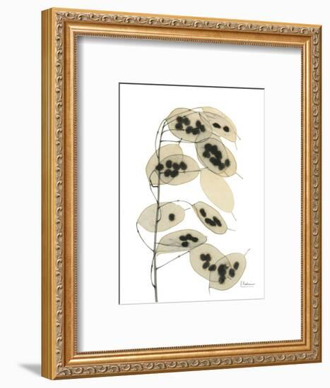 Honesty Seed Pod-Albert Koetsier-Framed Photographic Print