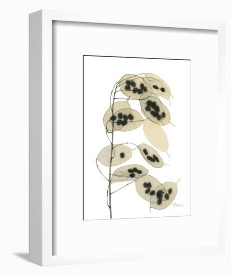 Honesty Seed Pod-Albert Koetsier-Framed Photographic Print