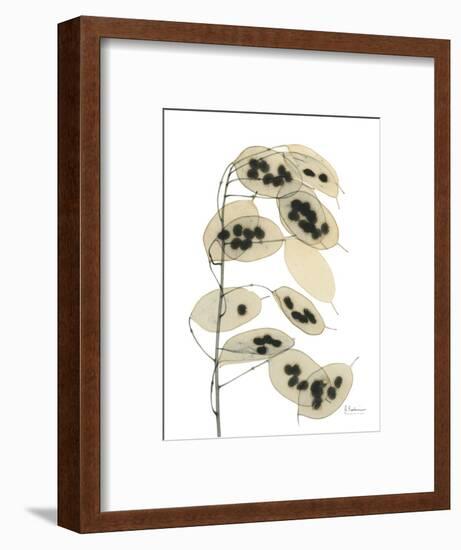 Honesty Seed Pod-Albert Koetsier-Framed Photographic Print