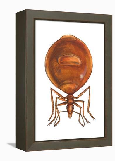 Honey Ant (Myrmecocystus Hortideorum), Insects-Encyclopaedia Britannica-Framed Stretched Canvas