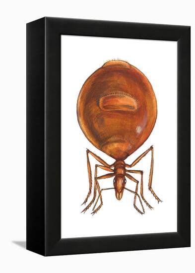 Honey Ant (Myrmecocystus Hortideorum), Insects-Encyclopaedia Britannica-Framed Stretched Canvas