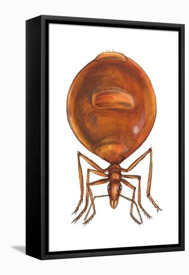 Honey Ant (Myrmecocystus Hortideorum), Insects-Encyclopaedia Britannica-Framed Stretched Canvas