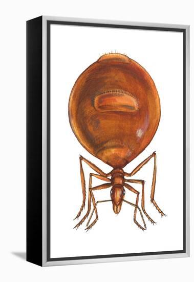 Honey Ant (Myrmecocystus Hortideorum), Insects-Encyclopaedia Britannica-Framed Stretched Canvas