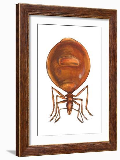 Honey Ant (Myrmecocystus Hortideorum), Insects-Encyclopaedia Britannica-Framed Art Print