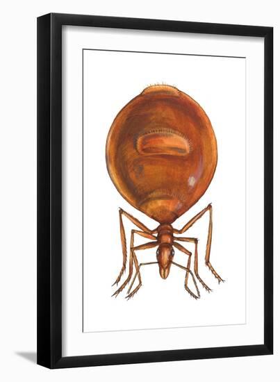 Honey Ant (Myrmecocystus Hortideorum), Insects-Encyclopaedia Britannica-Framed Art Print