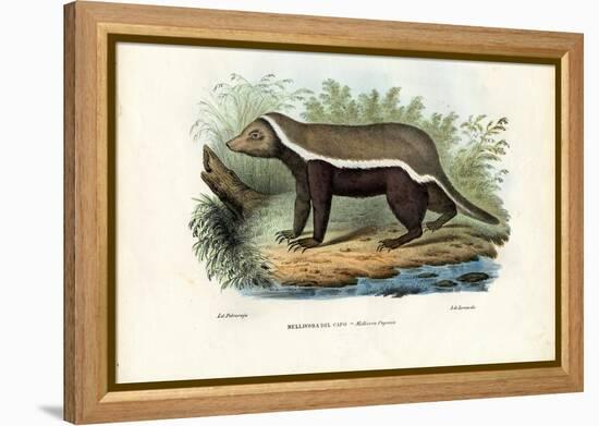 Honey Badger, 1863-79-Raimundo Petraroja-Framed Premier Image Canvas