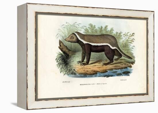 Honey Badger, 1863-79-Raimundo Petraroja-Framed Premier Image Canvas