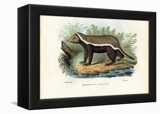 Honey Badger, 1863-79-Raimundo Petraroja-Framed Premier Image Canvas