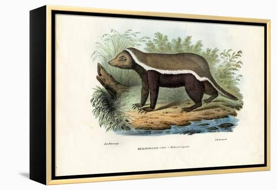 Honey Badger, 1863-79-Raimundo Petraroja-Framed Premier Image Canvas