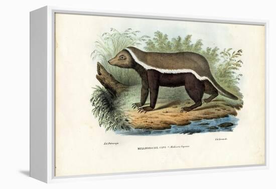 Honey Badger, 1863-79-Raimundo Petraroja-Framed Premier Image Canvas