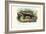 Honey Badger, 1863-79-Raimundo Petraroja-Framed Giclee Print