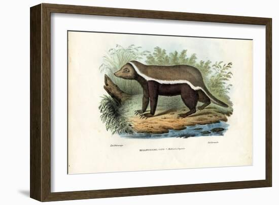 Honey Badger, 1863-79-Raimundo Petraroja-Framed Giclee Print