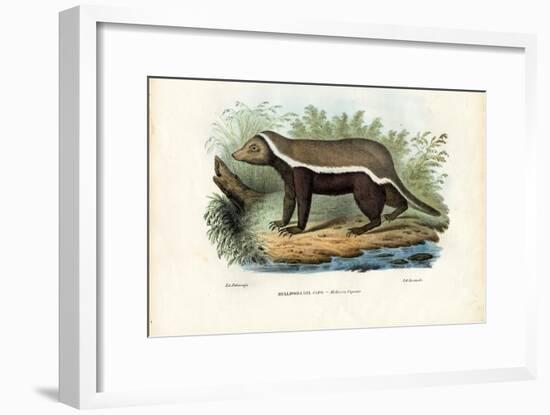 Honey Badger, 1863-79-Raimundo Petraroja-Framed Giclee Print