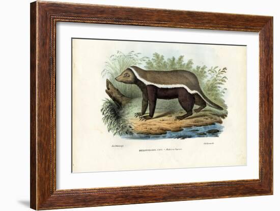 Honey Badger, 1863-79-Raimundo Petraroja-Framed Giclee Print