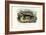 Honey Badger, 1863-79-Raimundo Petraroja-Framed Giclee Print