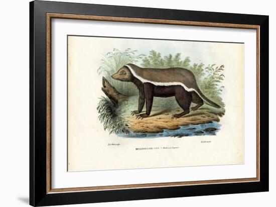 Honey Badger, 1863-79-Raimundo Petraroja-Framed Giclee Print