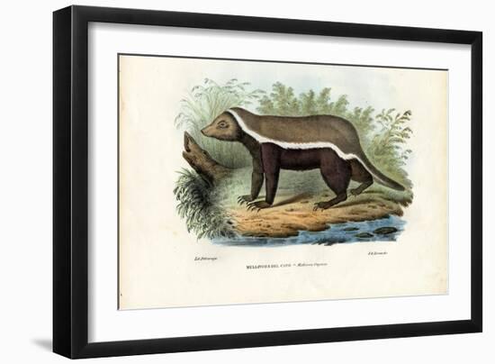 Honey Badger, 1863-79-Raimundo Petraroja-Framed Giclee Print