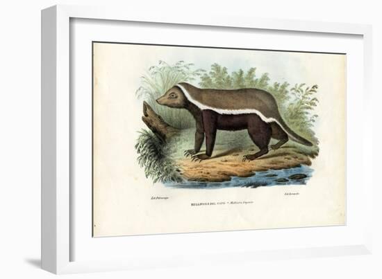 Honey Badger, 1863-79-Raimundo Petraroja-Framed Giclee Print