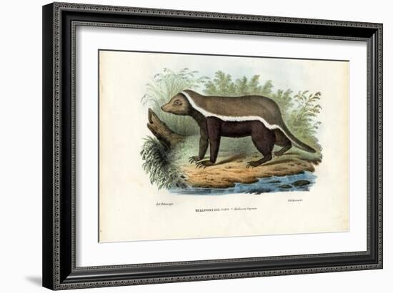 Honey Badger, 1863-79-Raimundo Petraroja-Framed Giclee Print