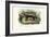 Honey Badger, 1863-79-Raimundo Petraroja-Framed Giclee Print