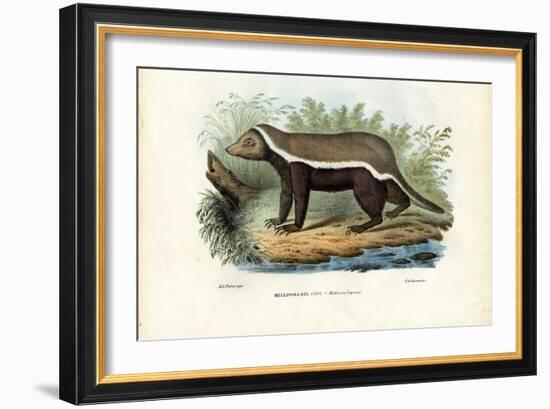 Honey Badger, 1863-79-Raimundo Petraroja-Framed Giclee Print