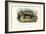 Honey Badger, 1863-79-Raimundo Petraroja-Framed Giclee Print