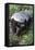 Honey Badger Or Ratel, Mellivora Capensis, Captive, Native To Africa-Ann & Steve Toon-Framed Premier Image Canvas