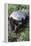Honey Badger Or Ratel, Mellivora Capensis, Captive, Native To Africa-Ann & Steve Toon-Framed Premier Image Canvas