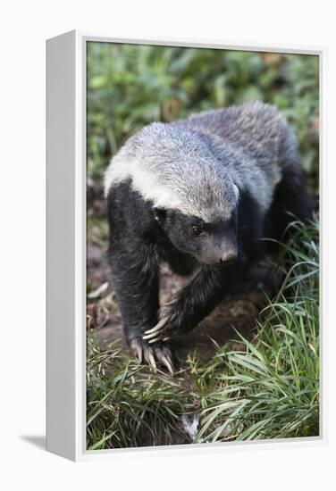 Honey Badger Or Ratel, Mellivora Capensis, Captive, Native To Africa-Ann & Steve Toon-Framed Premier Image Canvas