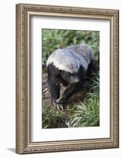 Honey Badger Or Ratel, Mellivora Capensis, Captive, Native To Africa-Ann & Steve Toon-Framed Photographic Print