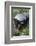 Honey Badger Or Ratel, Mellivora Capensis, Captive, Native To Africa-Ann & Steve Toon-Framed Photographic Print