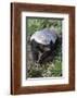 Honey Badger Or Ratel, Mellivora Capensis, Captive, Native To Africa-Ann & Steve Toon-Framed Photographic Print
